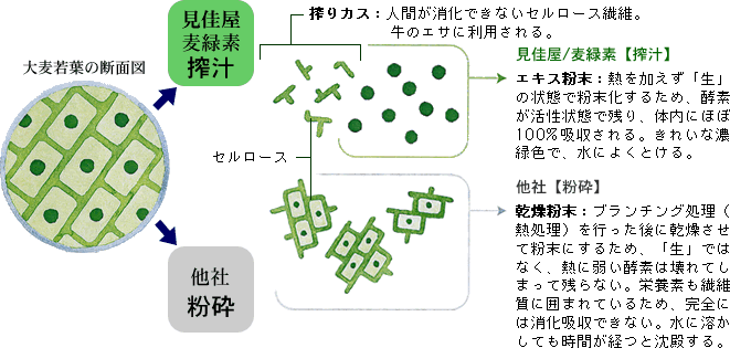 �唞��t�̒f�ʐ}